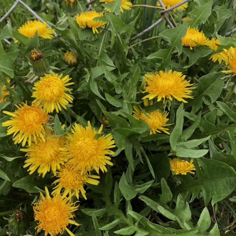 Wild & Clean! 1000 Dandelion Fresh Seeds Taraxacum Officinale Medicinal Herb~